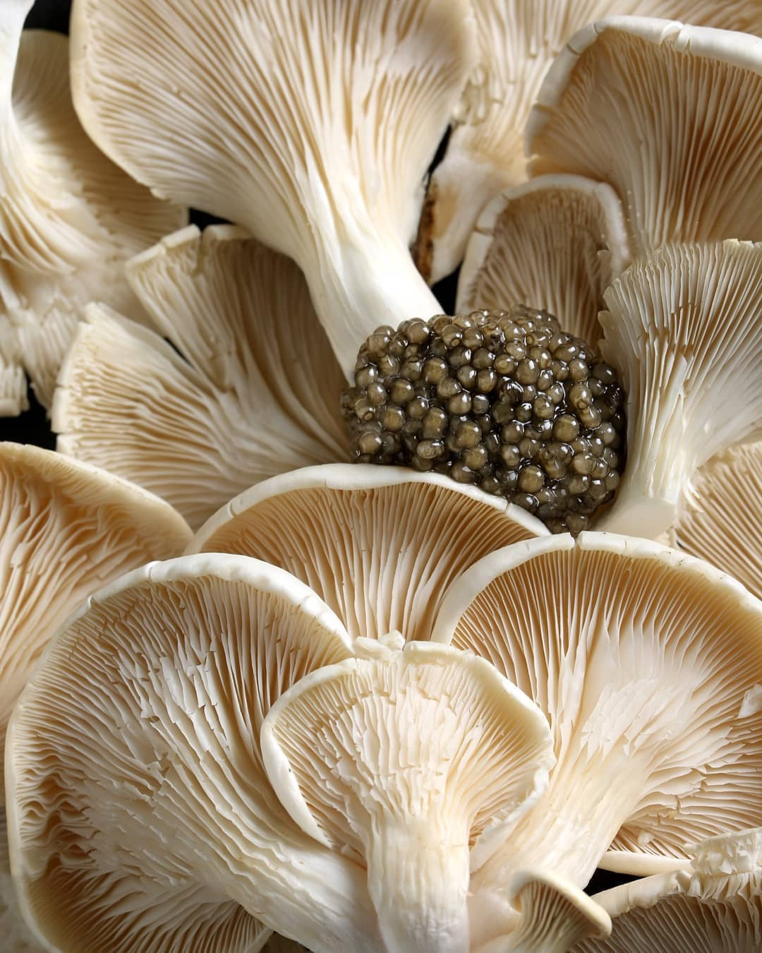 Beluga Huso Huso Caspian Sea